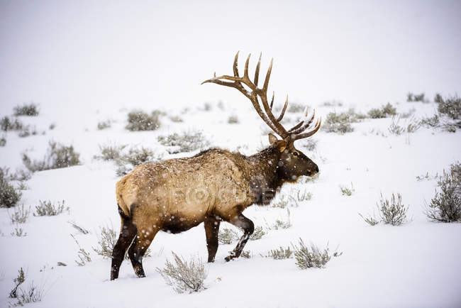 Большой бык Лось (Cervus canadensis) с величественными рогами, идущими по зимней снежной буре в Йеллоустонском национальном парке; Вайоминг, США — стоковое фото