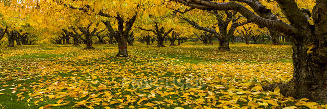 Cherry trees orchard in autumn, Okanagan Valley; British Columbia, Canadá — Fotografia de Stock