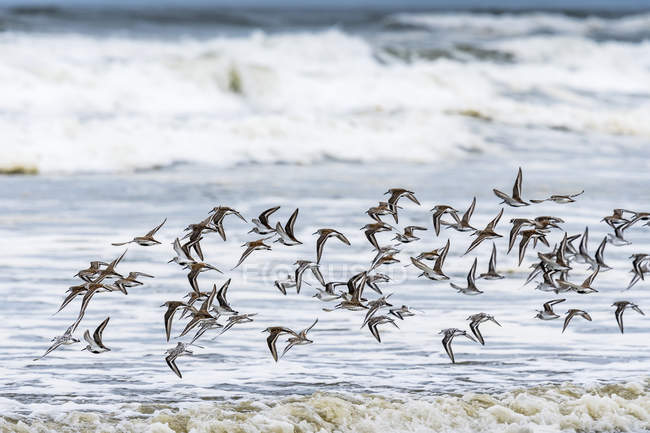 Shorebirds voam antes das ondas, vista panorâmica — Fotografia de Stock