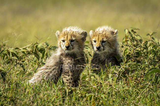 Maestoso Cheetah cuccioli ritratto panoramico a natura selvaggia, sfondo sfocato — Foto stock