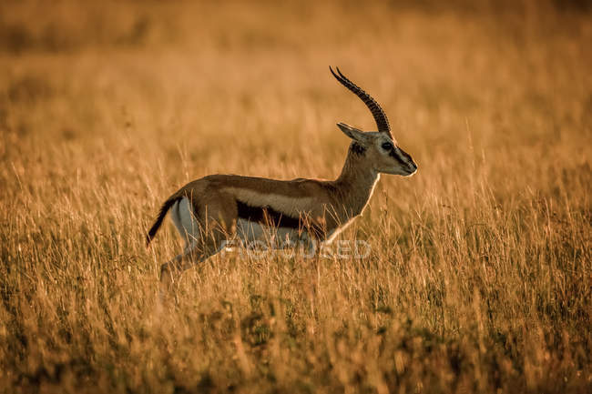 Томсонська газель (Eudorcas thomsonii) стоїть у профіль на світанку, Grumeti Serengeti Tented Camp, Serengeti National Park; Танзанія — стокове фото
