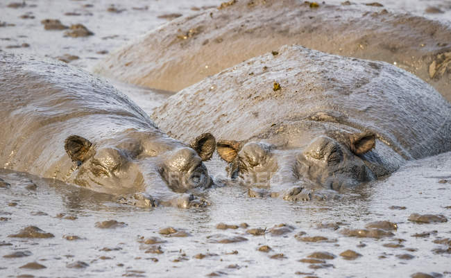 Vue panoramique sur les hippopotames majestueux et mignons dans la nature sauvage — Photo de stock