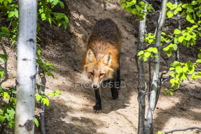 Дорослі самиці Червоної лисиці (Vulpes vulpes) наближаються до свого лігва біля Фербенкса (Аляска, Сполучені Штати Америки). — стокове фото