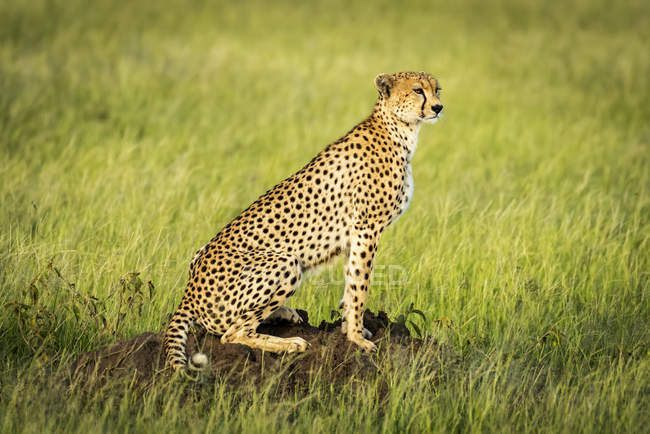 Cheetah (Acinonyx jubatus) sitting on termite mound in sunshine, Grumeti Serengeti Tented Camp, Serengeti National Park; Tanzania — Stock Photo