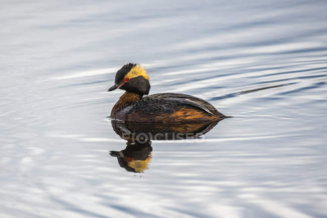 Horned Grebe showing reflection as it swims in a pond — Stock Photo