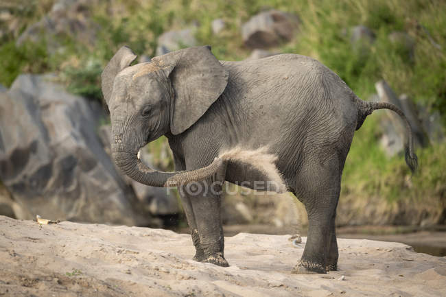 Vue panoramique du magnifique éléphant gris à la nature sauvage — Photo de stock