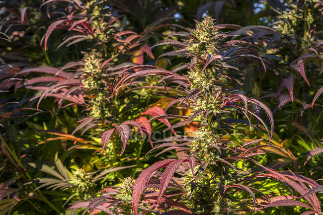 Cannabis plants in late flowering stage; Cave Junction, Oregon, Estados Unidos da América — Fotografia de Stock