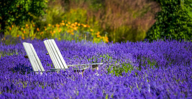 Dos sillas se sientan en medio de un floreciente campo de lavanda en una granja de lavanda, Okanagan; Columbia Británica, Canadá - foto de stock