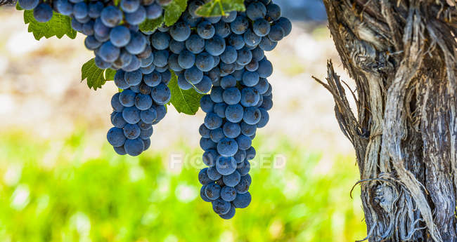 Trauben (Vitis) an einer Weinrebe, Weinberge im Okanagan-Tal; britische Kolumbia, Kanada — Stockfoto