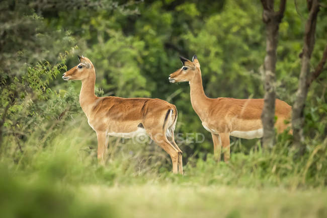 Zwei weibliche Impalas (aepyceros melampus) stehen zusammen und schauen nach links, Baumwollsafari-Camp der 1920er Jahre, Masai-Mara-Nationalreservat; Kenia — Stockfoto