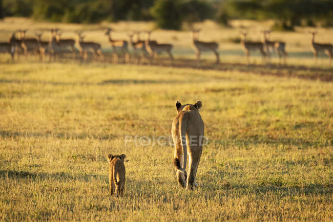 Vista trasera de majestuosos leones en la naturaleza salvaje - foto de stock