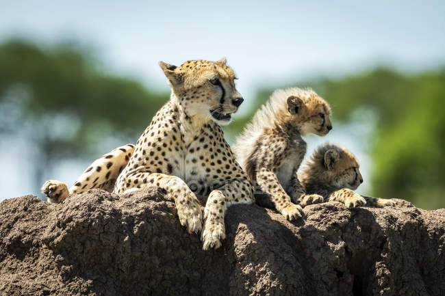 Majestoso Cheetahs retrato cênico em natureza selvagem, fundo borrado — Fotografia de Stock