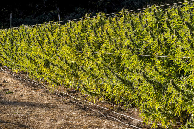 Cannabispflanzen, die in einer Reihe wachsen; Höhlenkreuzung, Oregon, Vereinigte Staaten von Amerika — Stockfoto
