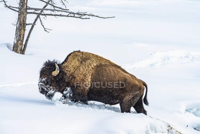 American Bison bull on snow in Lamar Valley, Yellowstone National Park; Wyoming, Estados Unidos de América - foto de stock