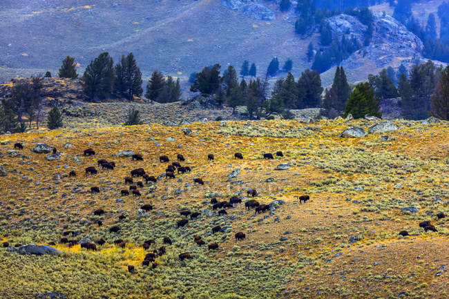 Vue panoramique sur Bisons dans le parc national Yellowstone ; États-Unis d'Amérique — Photo de stock