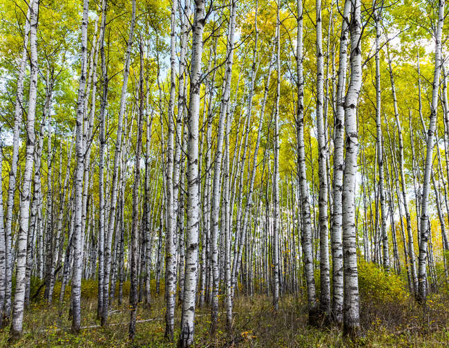 Bosque de Aspen en otoño; Saskatchewan, Canadá - foto de stock