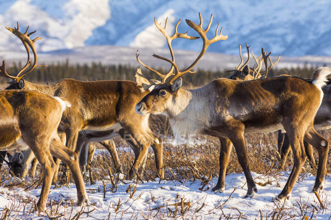 Caribou (Rangifer tarandus) belonging to the Donnelly Herd forage for food after the first significant snowfall of winter, South of Delta Junction; Alaska United States of America — стокове фото