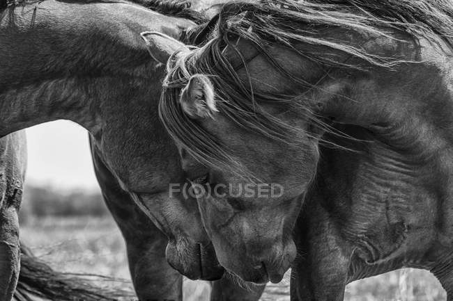 Black and white image of horses touching their heads together showing tenderness; Saskatchewan, Canada — Stock Photo