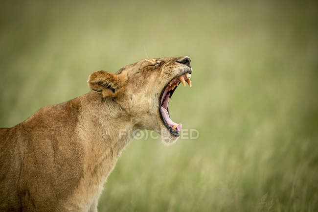 Scenic view of majestic lion at wild nature roaring — Stock Photo