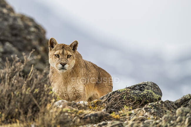 Puma de pé na paisagem no sul do Chile; Chile — Fotografia de Stock
