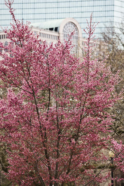 Flores de cerezo en Boston Public Garden, Boston, Massachusetts, EE.UU. - foto de stock
