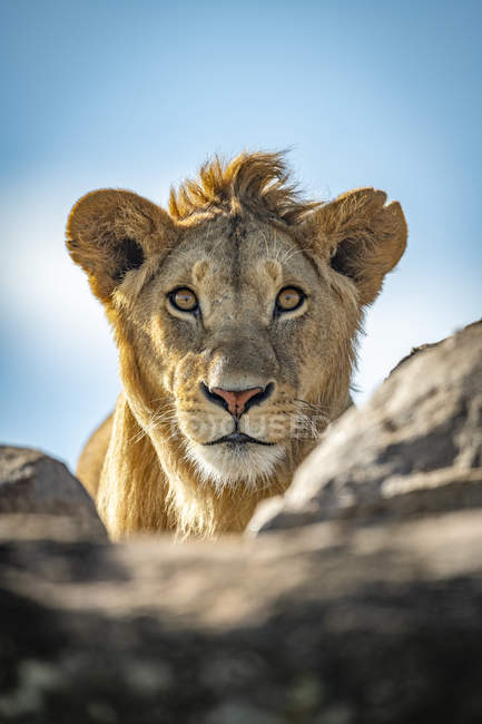 Scenic view of majestic lion at wild nature — Stock Photo