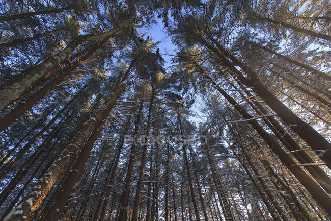 Pins avec branches enneigées dans Broadmoor Wildlife Sanctuary, Natick, Massachusetts, USA — Photo de stock