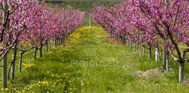 Verger en fleurs au printemps, près du lac Kalamalka, vallée de l'Okanagan ; Colombie-Britannique, Canada — Photo de stock