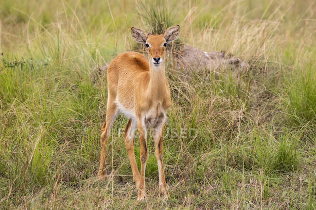 Cob ugandense (Kobus kob thomasi), Queen Elizabeth National Park; Região Ocidental, Uganda — Fotografia de Stock