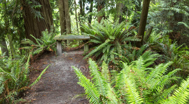 Felci e alberi lungo il Dorothy Cleveland Trail a Possession Point; Whidbey Island, Washington, Stati Uniti d'America — Foto stock