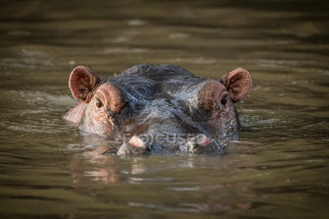 Scenic view of majestic and cute Hippopotamus in wild nature — Stock Photo
