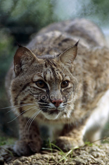 Gros plan d'un lynx se faufilant prêt à bondir États-Unis — Photo de stock