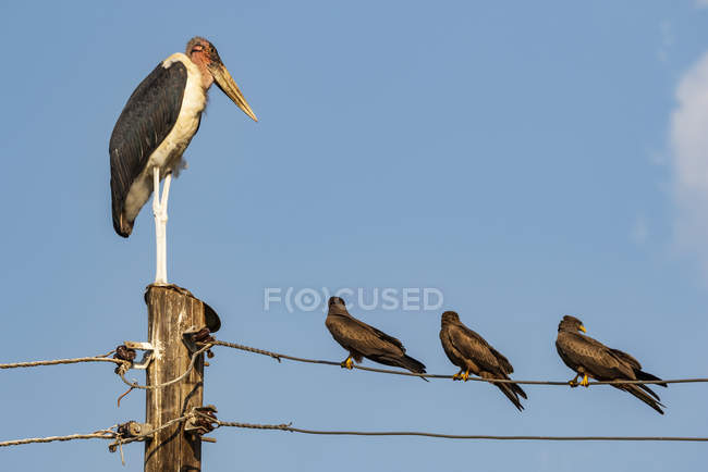 Marabou-Storch (Leptoptilos crumenifer) und Schwarzmilan (Milvus migrans) auf einer Hochspannungsleitung; Hoima, Westliche Region, Uganda — Stockfoto