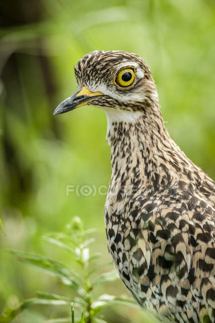 Close-up of spotted thick-knee against blurred background — Stock Photo