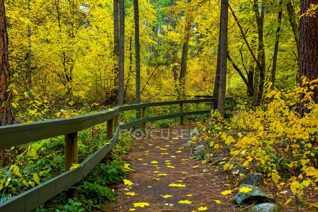Trilha de caminhada através de uma floresta com folhagem brilhante e dourada no outono; Kelowna, British Columbia, Canadá — Fotografia de Stock