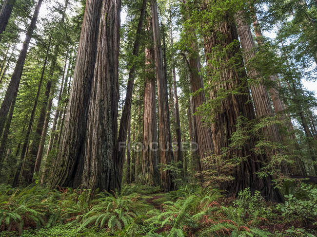 Malerischer Blick auf die berühmten Mammutwälder Nordkaliforniens, Kaliforniens, der Vereinigten Staaten von Amerika — Stockfoto