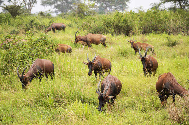 Topi herd (Damaliscus korrigum), Queen Elizabeth National Park; Western Region, Uganda — стокове фото