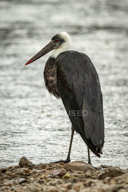 Woolly-necked stork stands on shingle by river — Stock Photo
