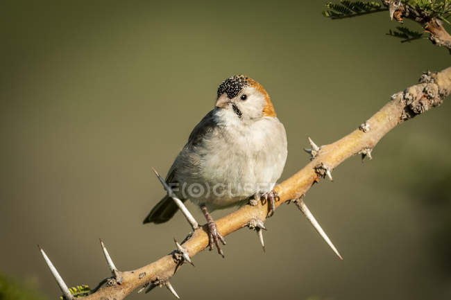 Speckle-fronted weaver on thorny branch against blurred background — Stock Photo