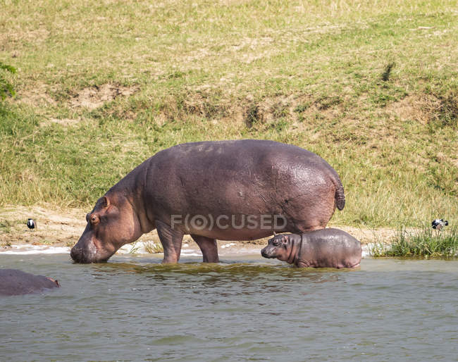Vista panoramica di ippopotami maestosi e carini nella natura selvaggia, madre e cucciolo — Foto stock