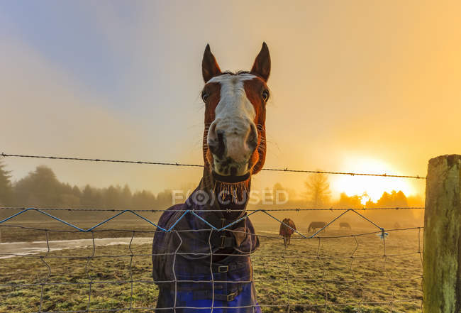 Лошадь с усами стоит у забора на рассвете; Канада — стоковое фото