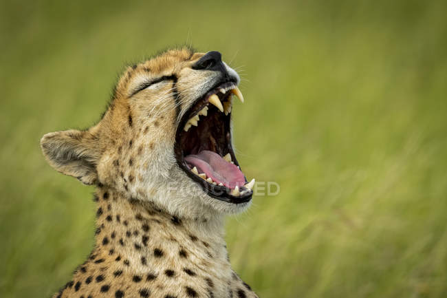 Величественный портрет гепарда на дикой природе, размытый фон — стоковое фото