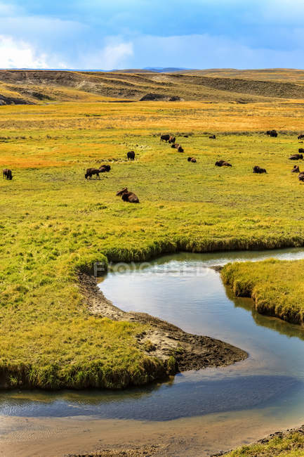 Bisões junto ao rio Yellowstone no Parque Nacional de Yellowstone; Estados Unidos da América — Fotografia de Stock