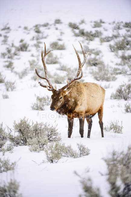 Large bull Elk (Cervus canadensis) with majestic antlers standing in winter snowstorm in Yellowstone National Park; Wyoming, United States of America — Stock Photo
