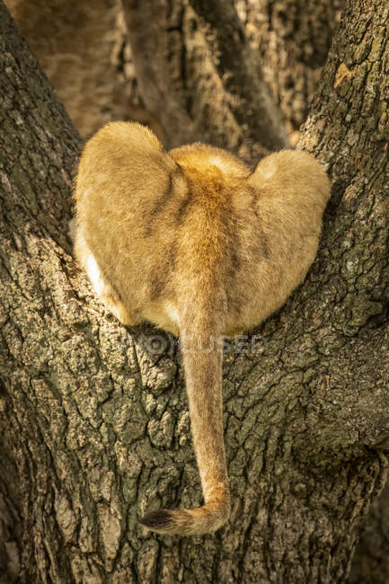 Rear view of cute lion cub tail at wild nature — Stock Photo