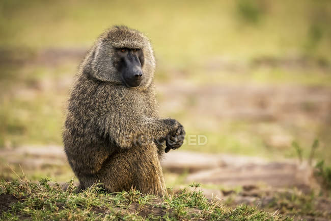 Olive baboon sitting on grass clasping hands, Cottars 1920s Safari Camp, Maasai Mara National Reserve; Kenya — Stock Photo