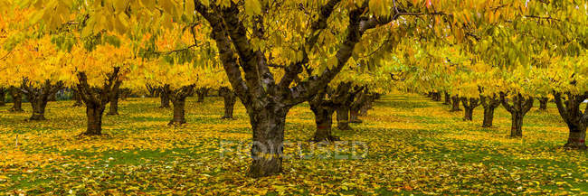 Вишневый сад осенью, долина Оканаган; Британская Колумбия, Канада — стоковое фото