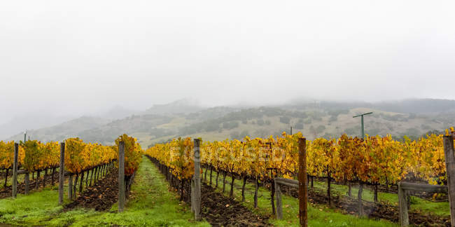Nevoeiro sobre uma vinha no outono, Napa Valley; Califórnia, Estados Unidos da América — Fotografia de Stock