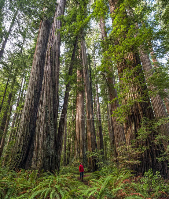 Человек, стоящий в секвойных лесах Северной Калифорнии, Калифорния, США — стоковое фото