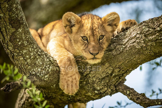 Vista panoramica di maestoso cucciolo di leone a natura selvaggia — Foto stock